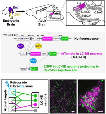 Probing the structure and function of locus coeruleus projections to CNS motor centers